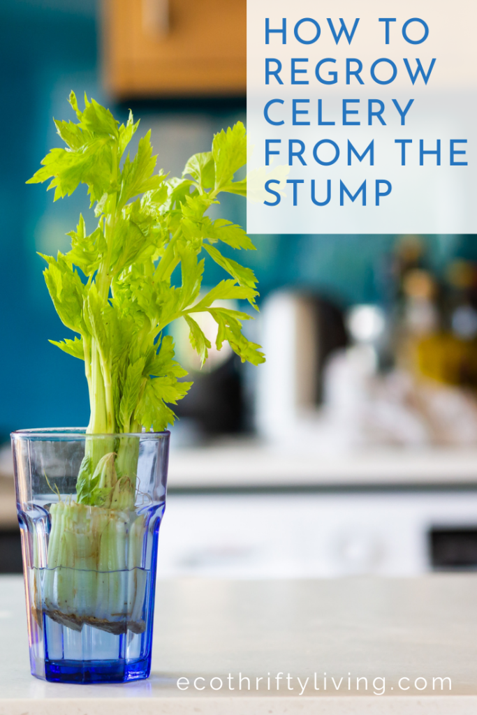 growing celery from stump