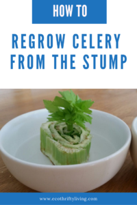Regrow Celery From The Stump