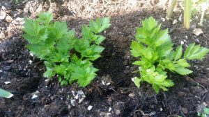 celery, regrown from scrap, grow your own